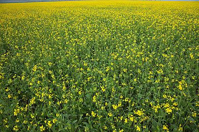 传《地平线：西部禁域》很有可能跳票到2022年发售